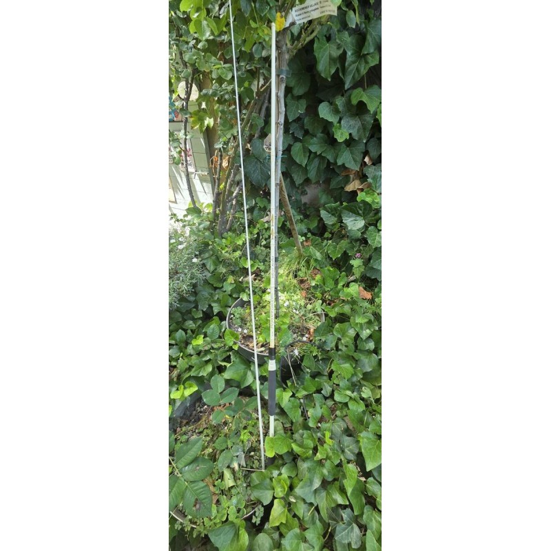 canne illex pepper silver bullet
