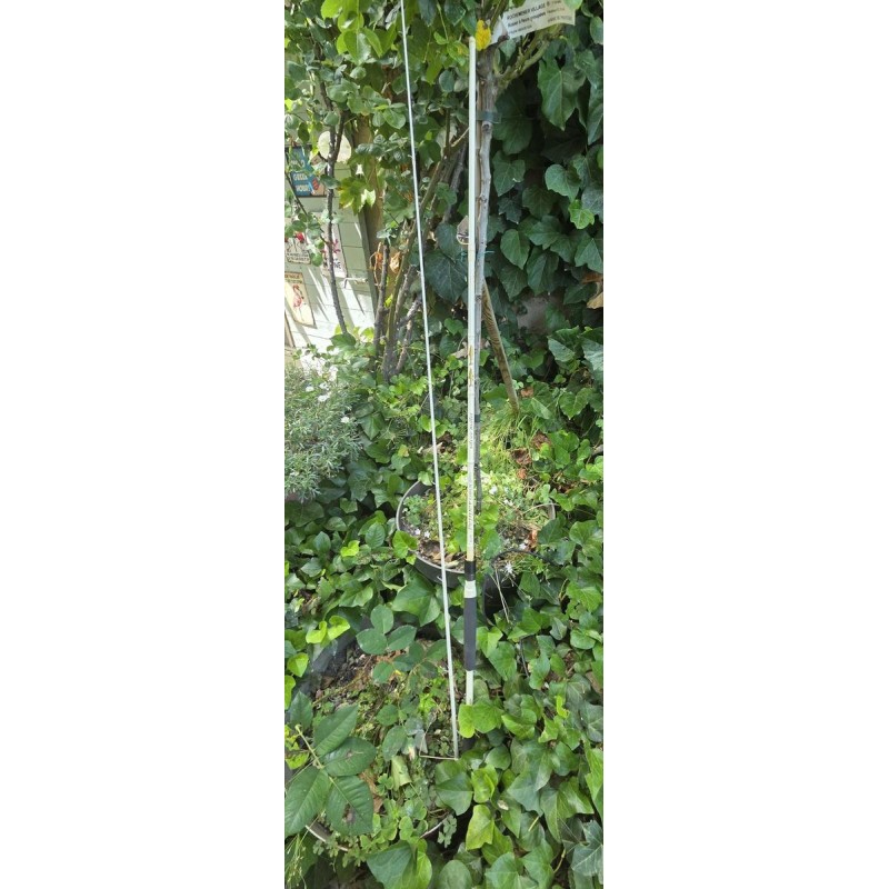 canne illex pepper silver bullet