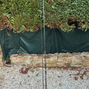 canne alexia spin light