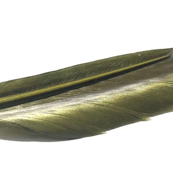 Plume substitut de condor fabriqué en France- couleur chocolat