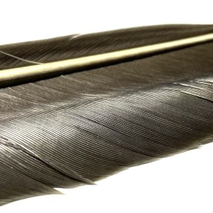 Plume substitut de condor fabriqué en France- couleur chocolat