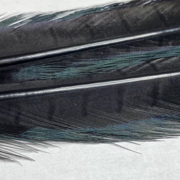 2x 50 cm- plume de faisant veniard- couleur noir