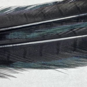 2x 50 cm- plume de faisant veniard- couleur noir