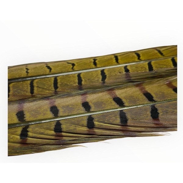 2x 50 cm- plume de faisant veniard- couleur noir