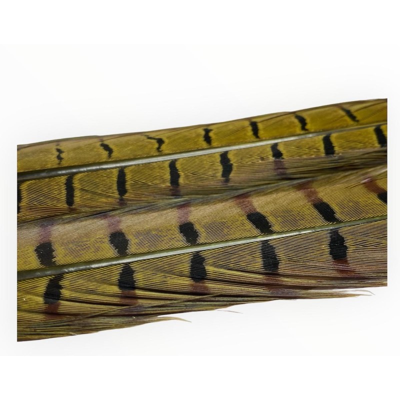 2x 50 cm- plume de faisant veniard- couleur noir