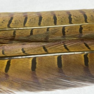 2x 50 cm- plume de faisant veniard- couleur noir