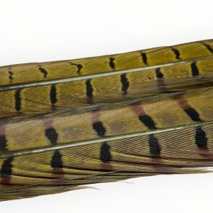 2x 50 cm- plume de faisant veniard- couleur medium olive