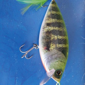 DEPS - Realizer