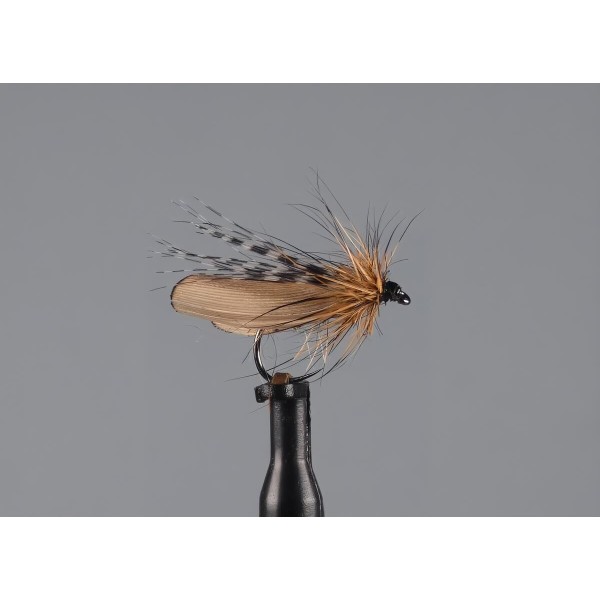 sedge