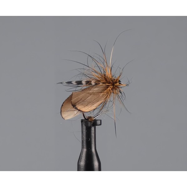sedge