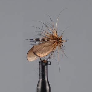 sedge