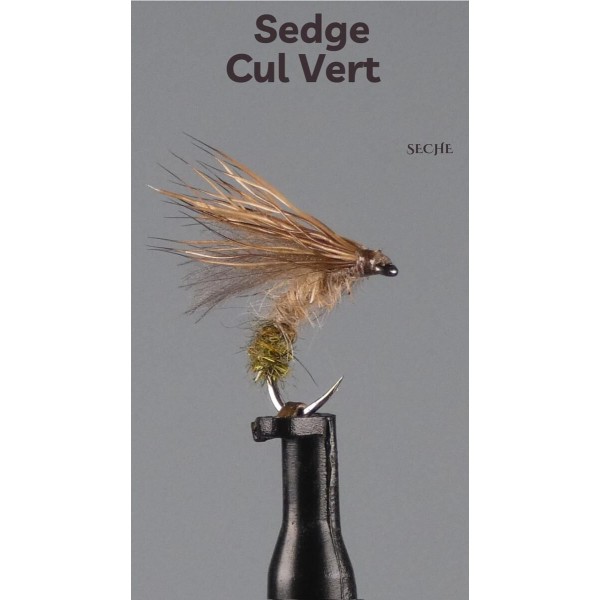 sedge