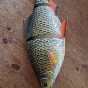 4D line thru roach 32cm
