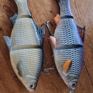 Line thru roach 25cm