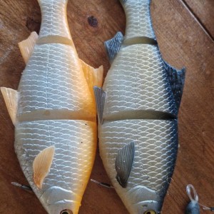 Line thru roach 25cm