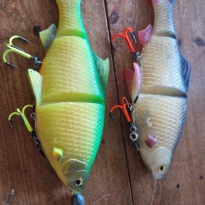 Line thru roach 25cm
