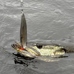 Ondulante XL Carnassier 27 grs hameçon triple 3/0 bucktail