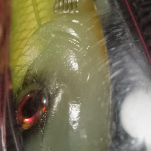 Leurre souple Hostagevalley shad 26
