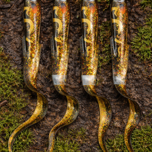 Lot Fox Rage Slick Eel x4 – 28 cm – Coloris noir pailleté – Brochet / carnassiers