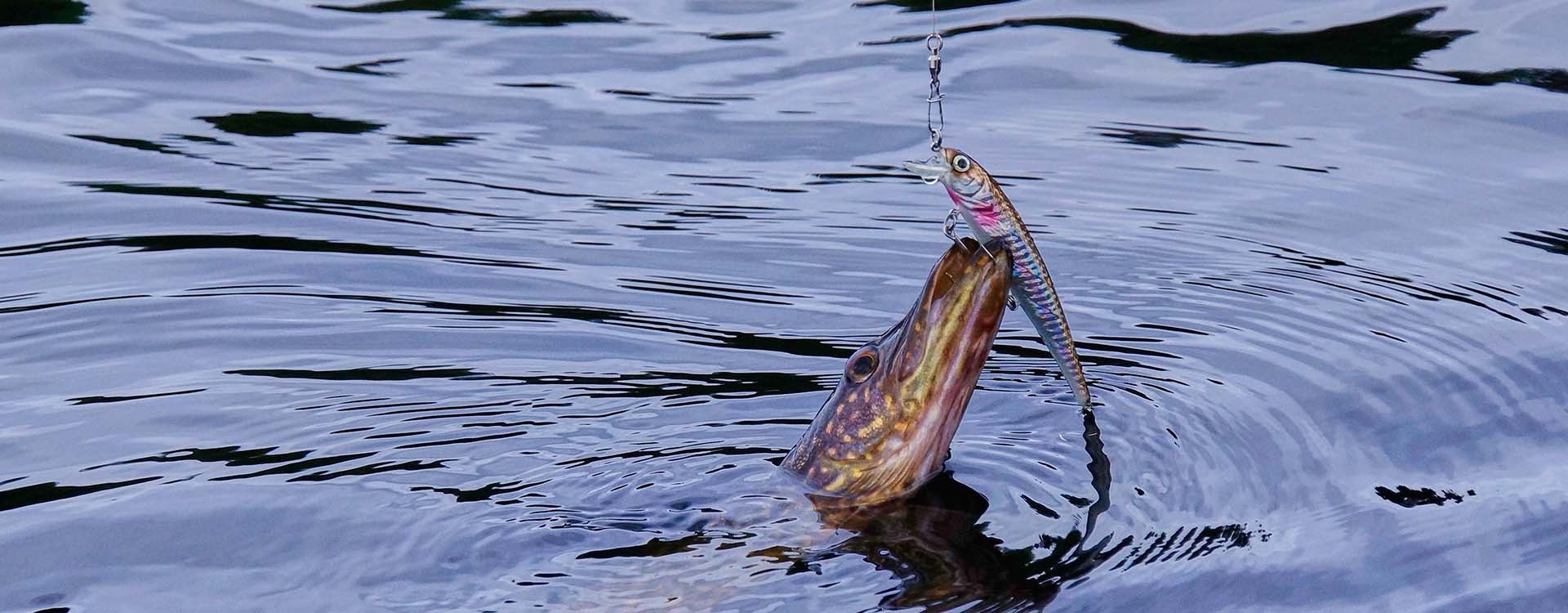 Bien choisir sa canne à brochet d’occasion