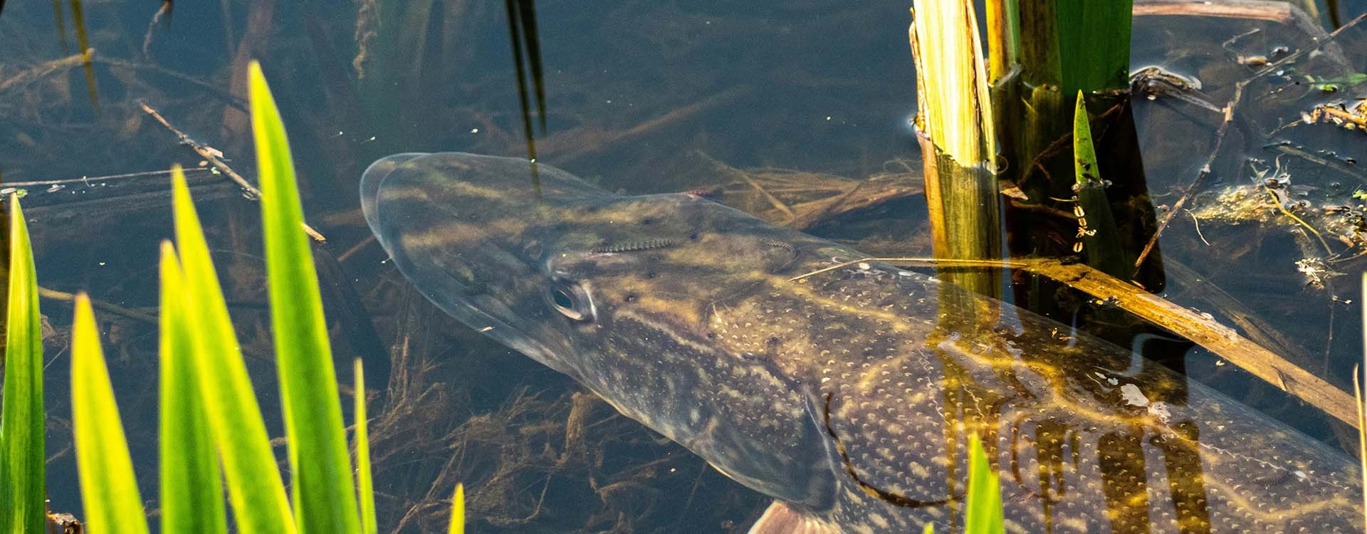 Pêche du brochet : réussir vos prises et choisir le bon matériel