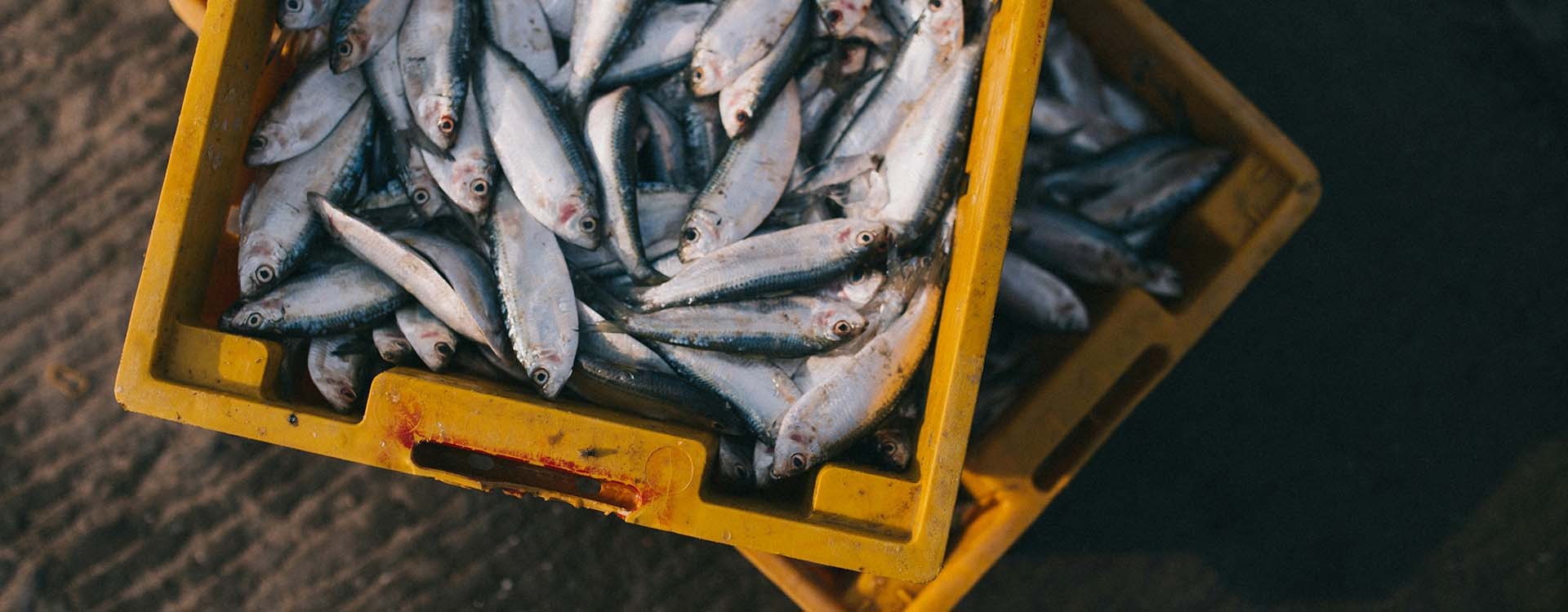 Peut-on vendre sa pêche ? Règles pour pêcheurs amateurs en France