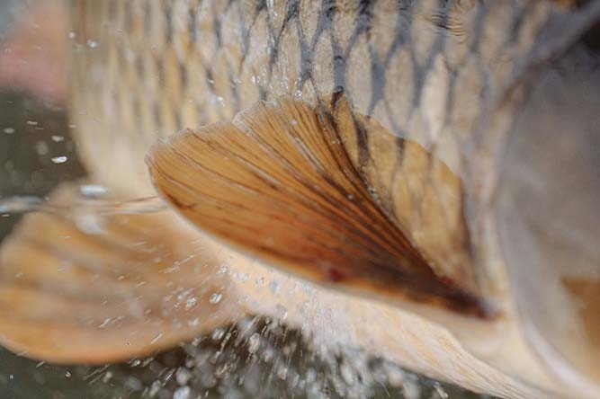 Où et comment pêcher la carpe en été : techniques, appâts et meilleurs spots
