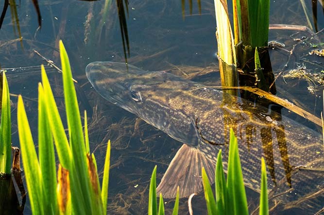 Pêche du brochet : réussir vos prises et choisir le bon matériel