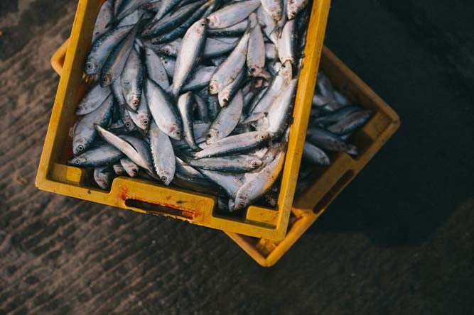 Peut-on vendre sa pêche ? Règles pour pêcheurs amateurs en France